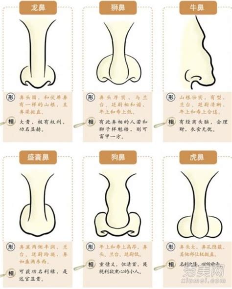 三角形鼻孔面相|15种鼻型，你属于哪一种？